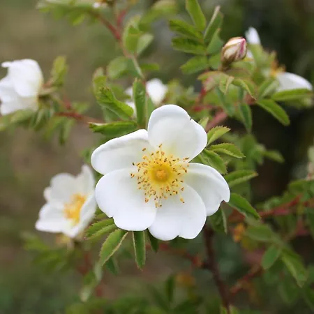 Lejlighed Dunenrose - #117488 *
